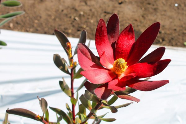 prodesab-proteas-colombia