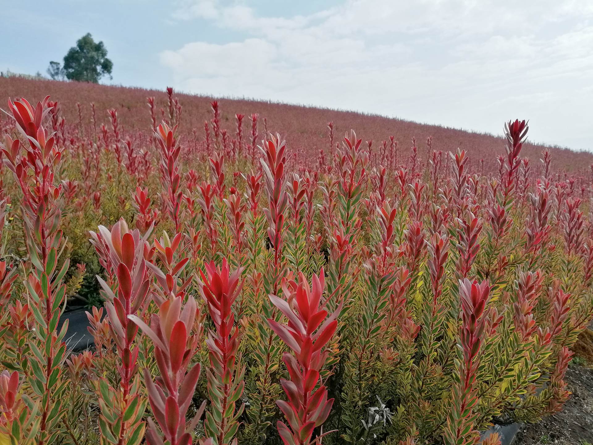 Colombia, una exportadora de proteas para el mundo