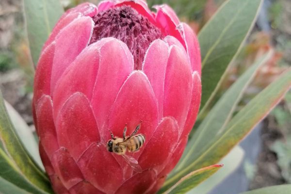 Pink-Ice-Protea-Farms-crops-steam-2023-prodesab