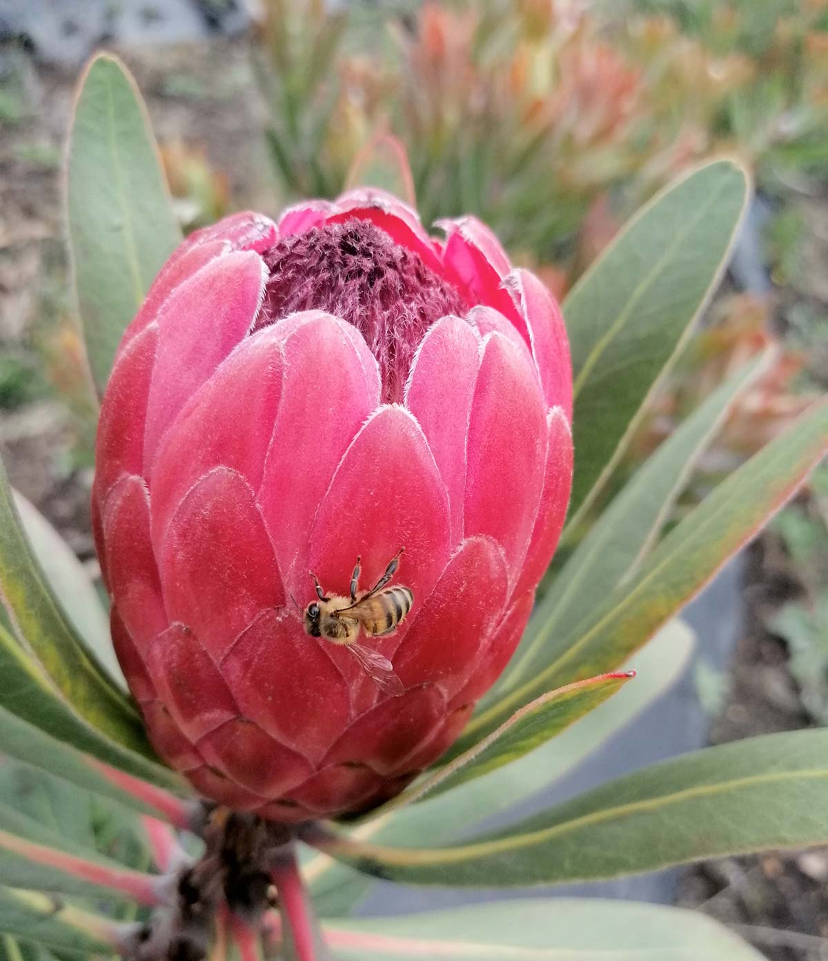 Pink Ice Protea Variety