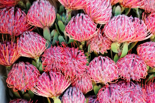 protea-varieties-2023-prodesab-variedades-de-proteas-para-exportar-importar